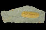 2.4" Protolenus Trilobite Molt With Pos/Neg - Tinjdad, Morocco - #141879-2